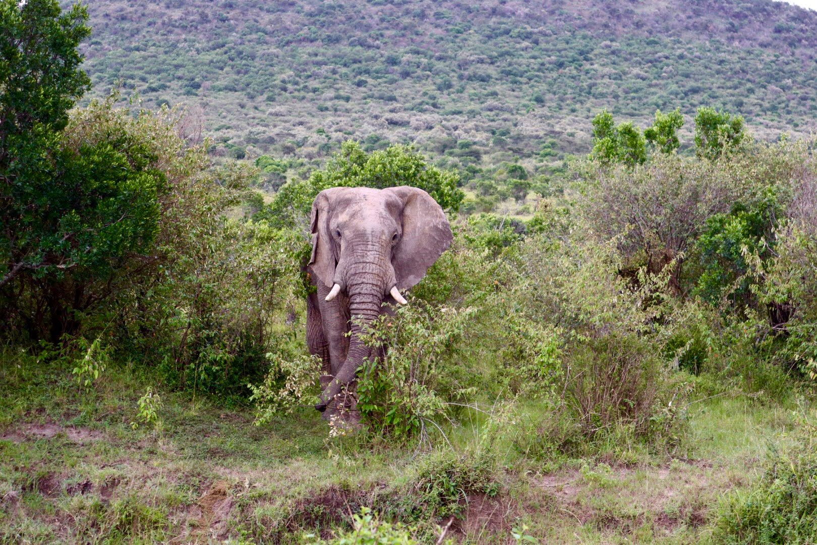 Elephant walking through brush in Kenya