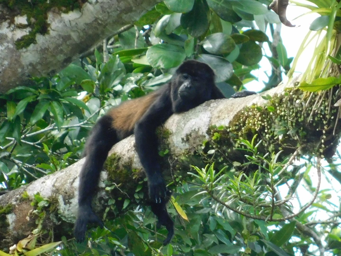 Monkey laying on branch in rainforest