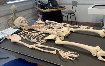 Skeleton on table