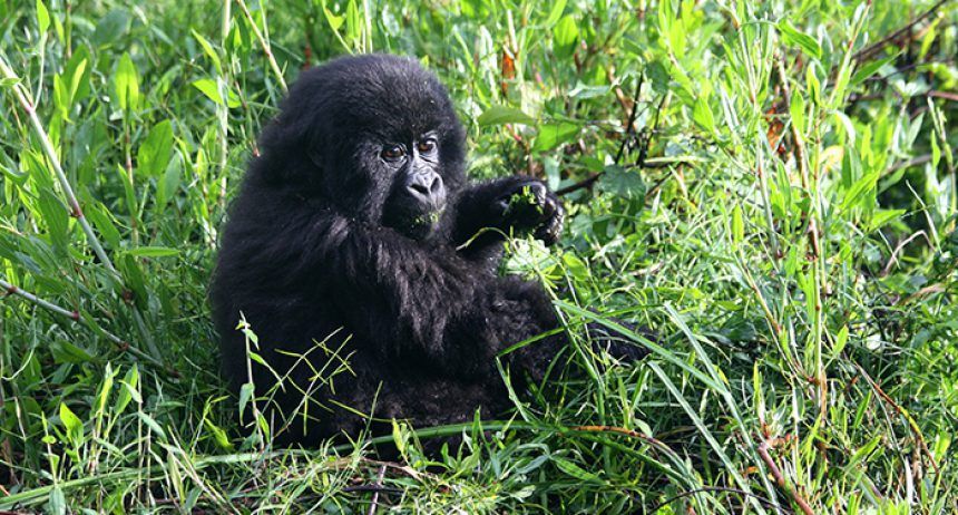 A small, black baby gorilla sitting in a field of grass.