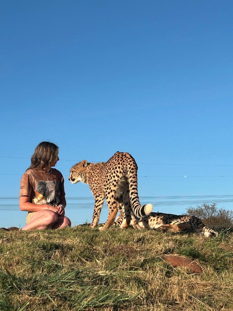 Kerrigan sitting on a hill with one cheetah standing next to her and another laying down