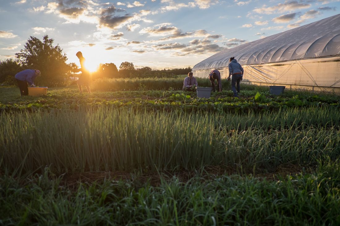 ORganic Farm.jpg