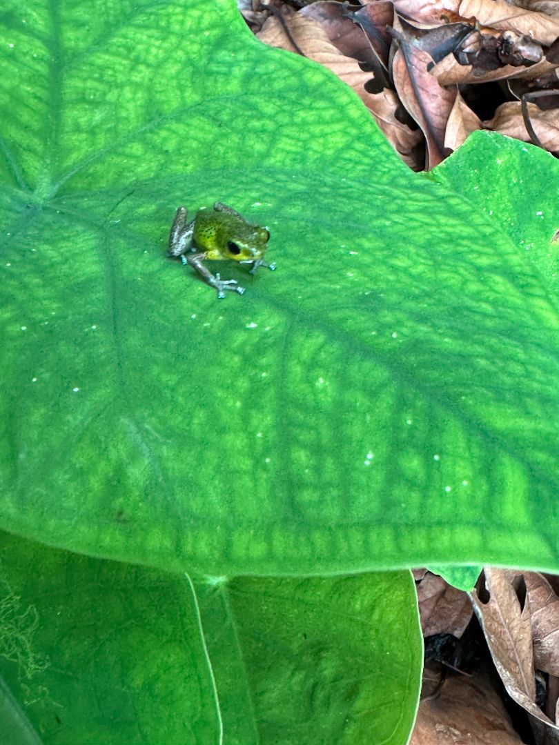 Green tree frog sitting on a large leaf in Panama