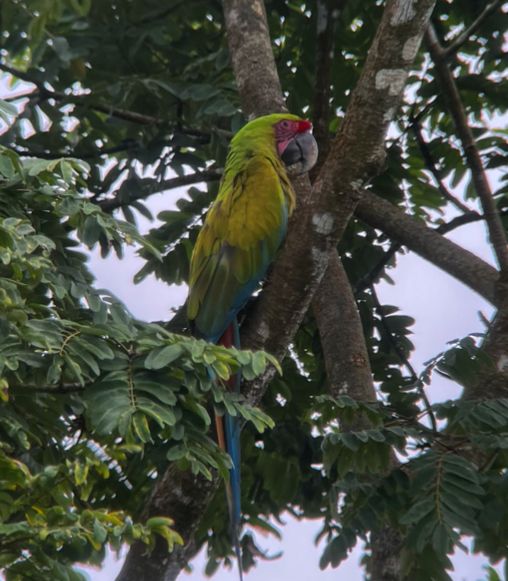 Close up photo of green parrot sitting on tree limb in Costa Rica