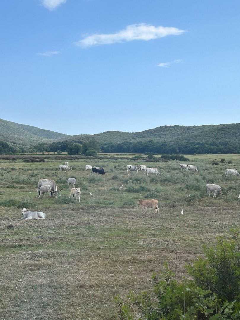Cattle grazing in field in Spain