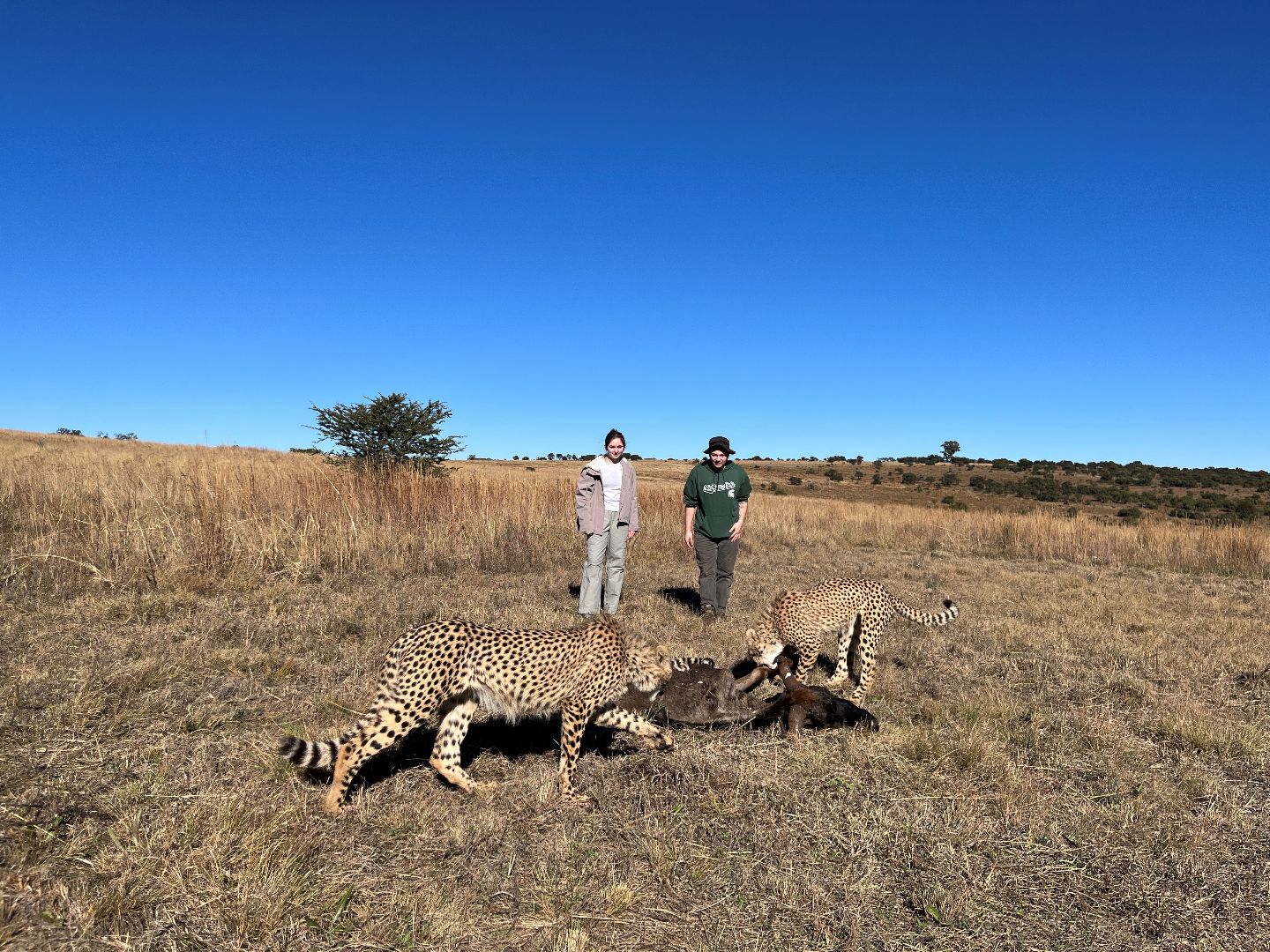 Alivia and another student observing two cheetahs in the savanah