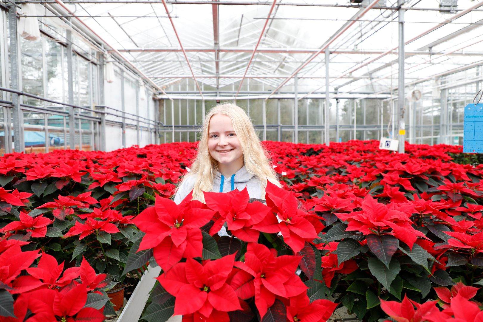 Lariah standing among bright red poinsetta plants