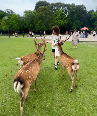 Cadence feeding three large deer in a park in Japan