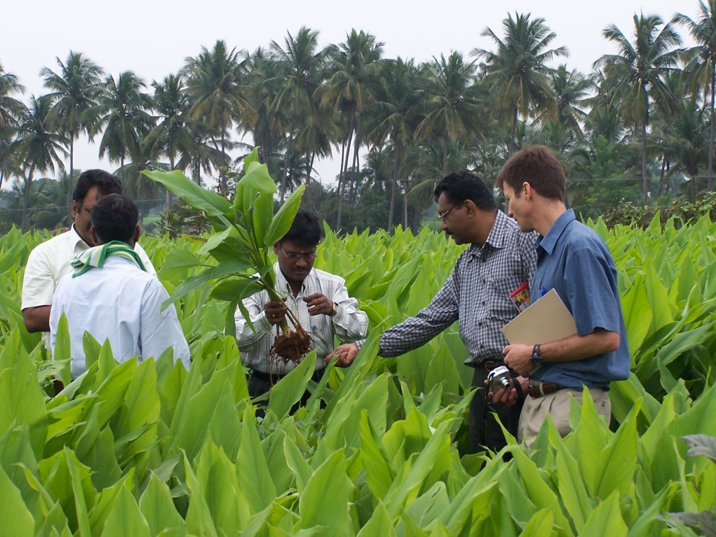 Five people stand in a crop field examining large green leaves.